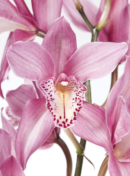 m-247-fioletovye-orkhidei