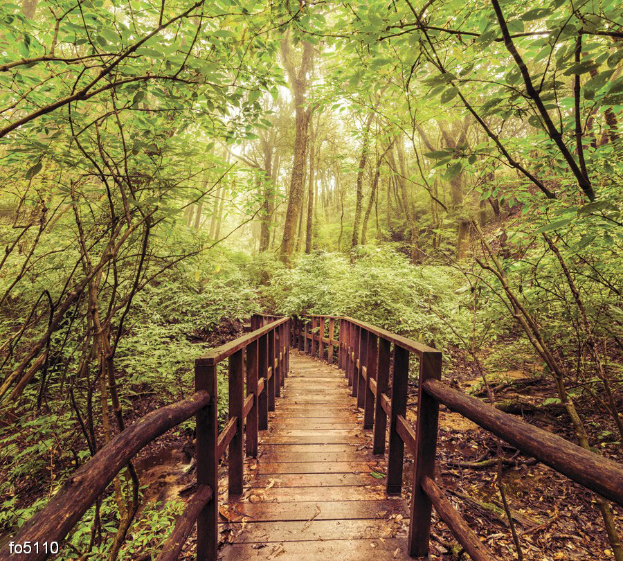 most-v-tropicheskom-lesu