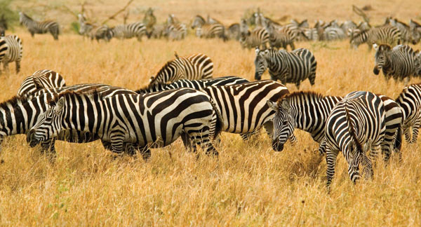 m-238-zebry-v-parke-serengeti