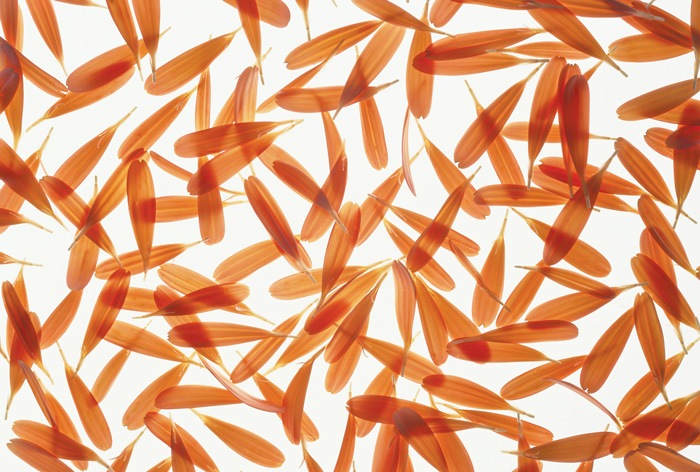 tantsuyushchie-lepestki