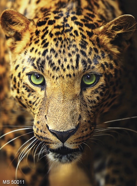 dikiy-leopard
