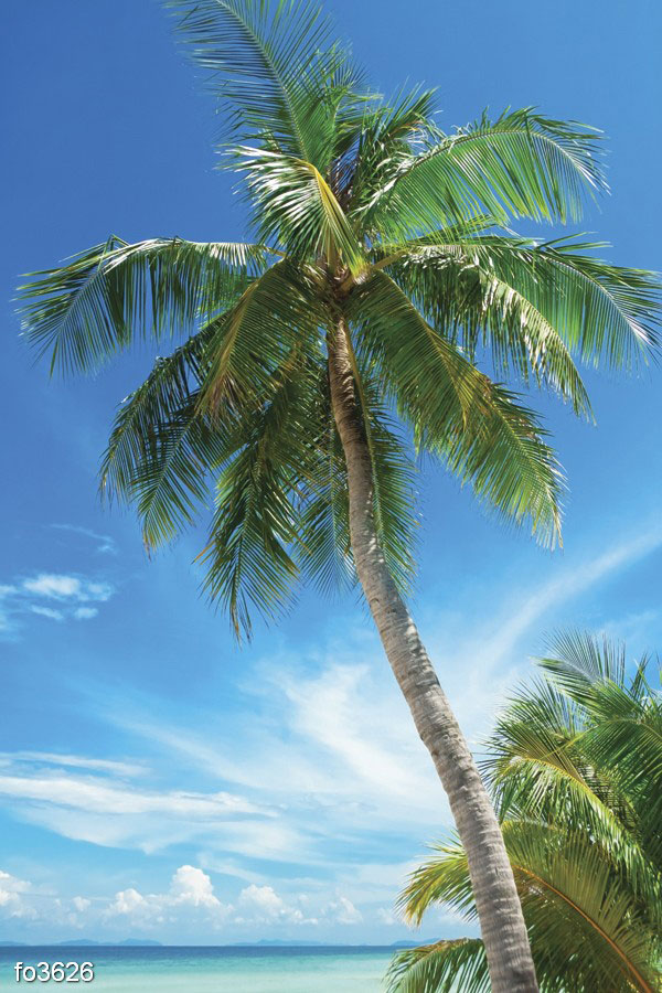 palma-na-plyazhe-pkhi-pkhi