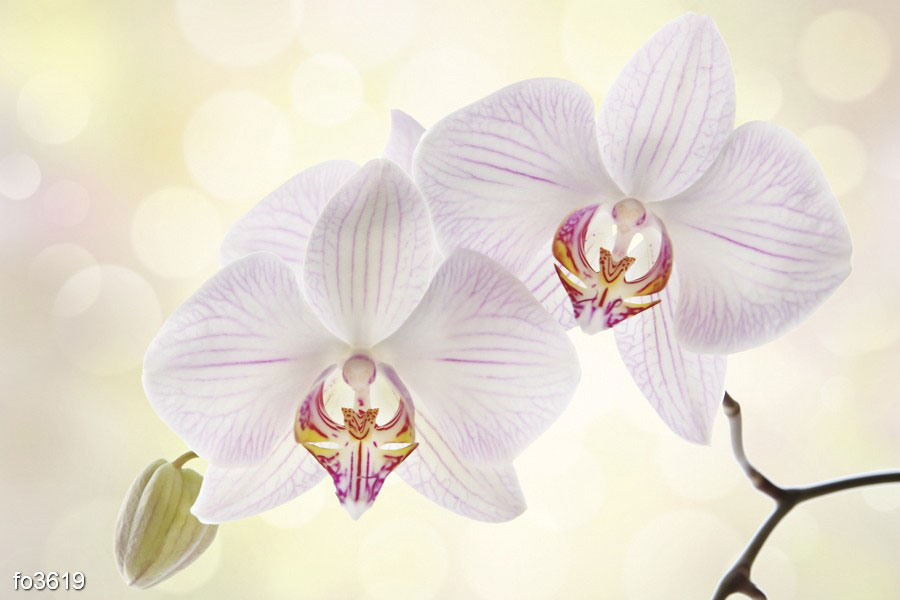 belyy-tsvetok-orkhidei