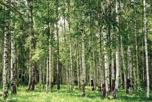 m-151-berezovaya-roshcha