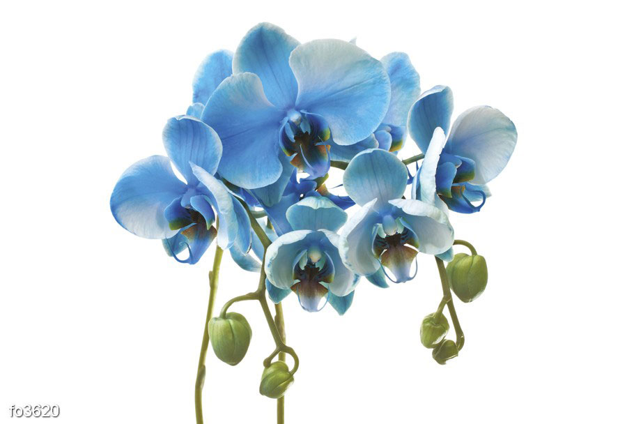 golubye-orkhidei-na-belom