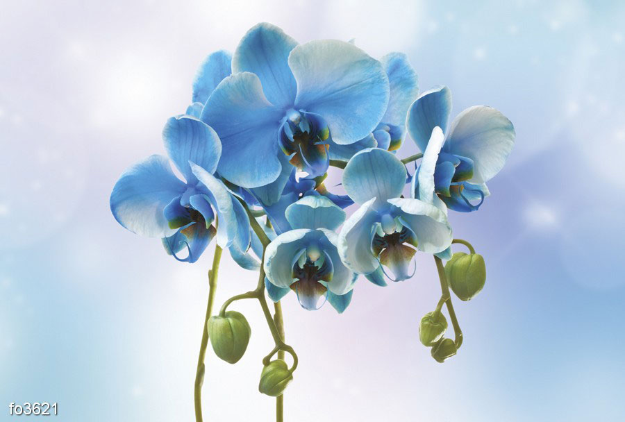 golubye-orkhidei-na-lilovom-fone