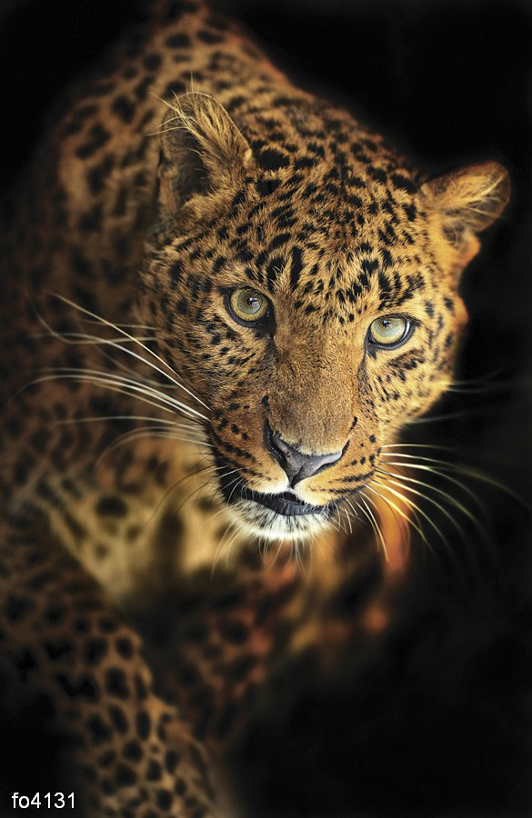 leopard-4