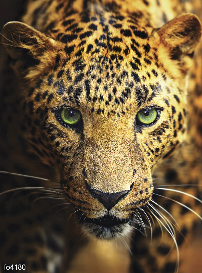leopard-3
