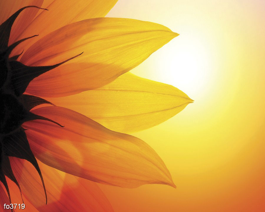 solnechnyy-podsolnukh