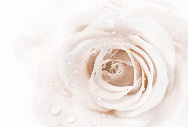 m-163-roza-s-kaplyami-rosy