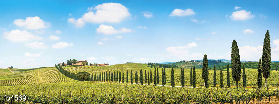 vinogradniki-v-kyanti