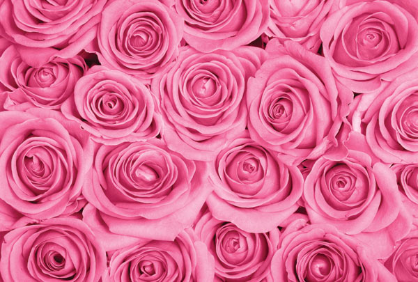 m-159-buket-rozovykh-roz