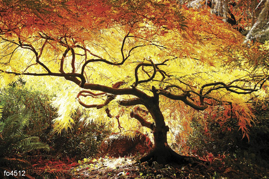 yaponskiy-klen-v-parke