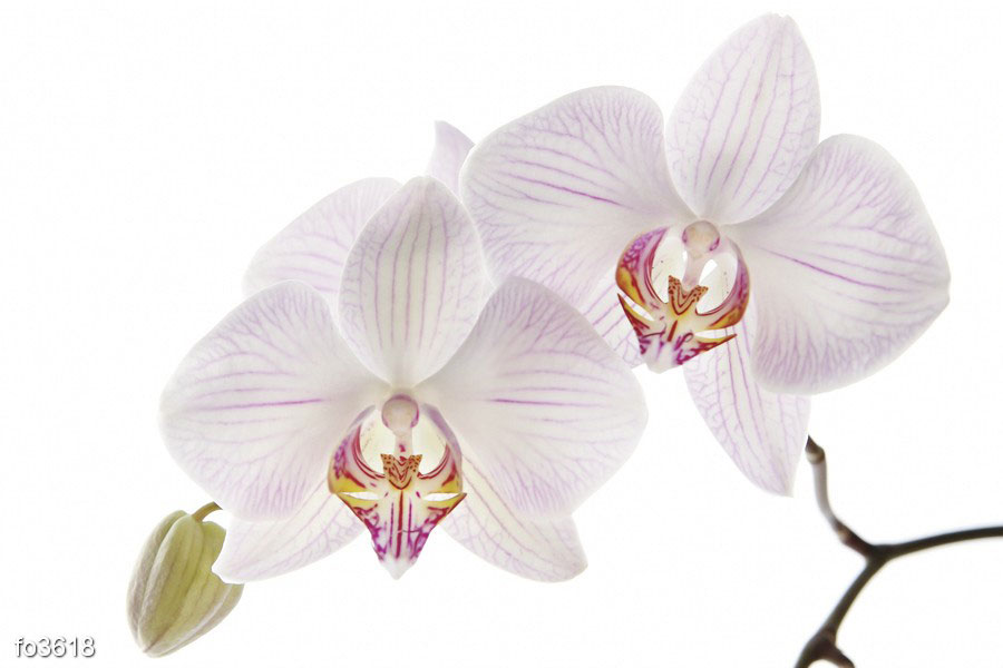 belyy-tsvetok-orkhidei-2