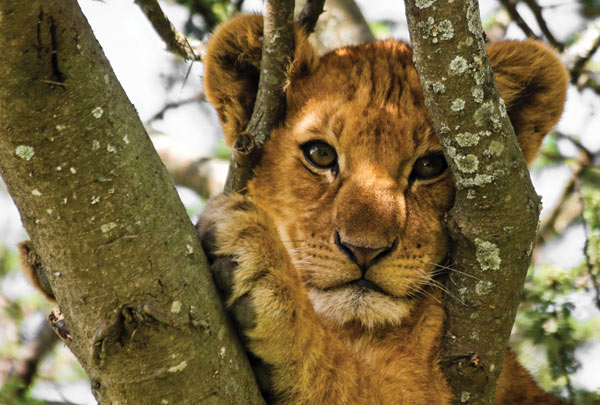 m-236-lvenok-na-dereve