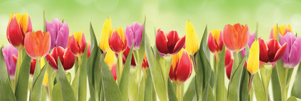 m-157-tyulpany-na-zelenom-fone