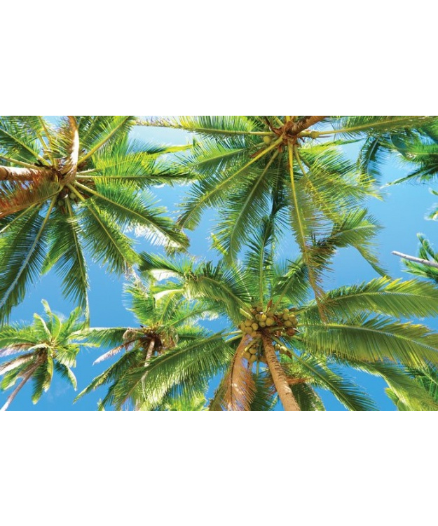kokosovye-palmy
