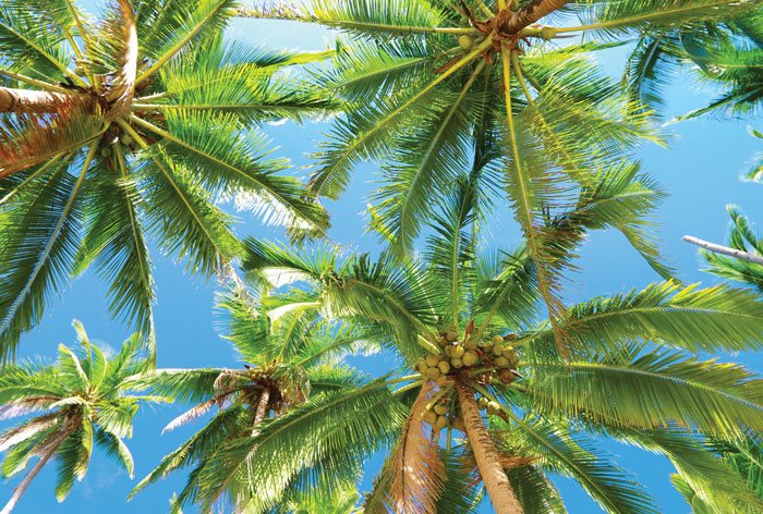 kokosovye-palmy