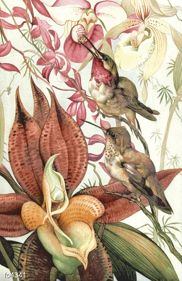 illyustratsiya-edvarda-dzhuliusa-detmolda