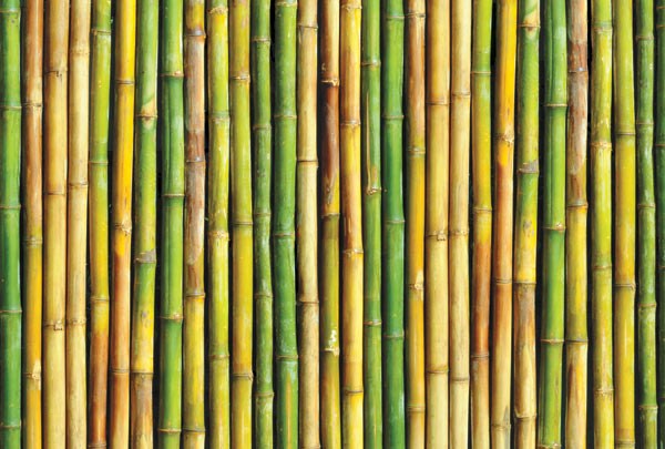 m-169-stena-iz-tsvetnogo-bambuka