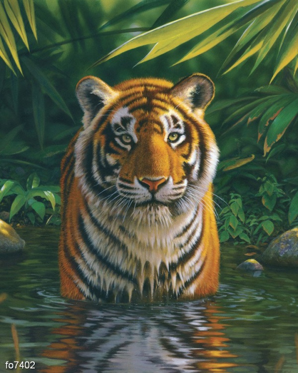 kris-khiett-tigr-v-vode