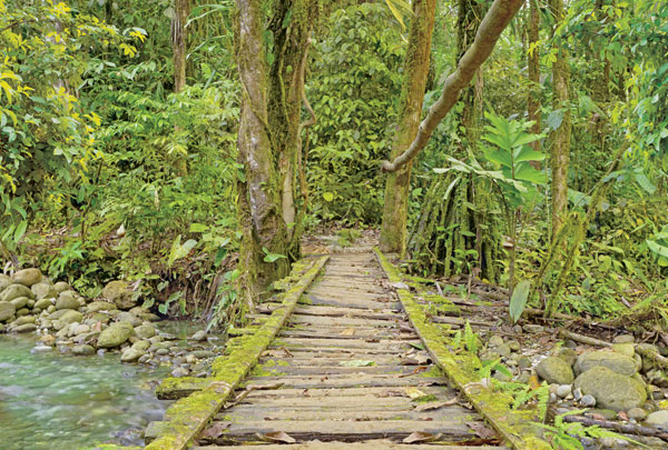 m-275-mostik-v-dzhungli