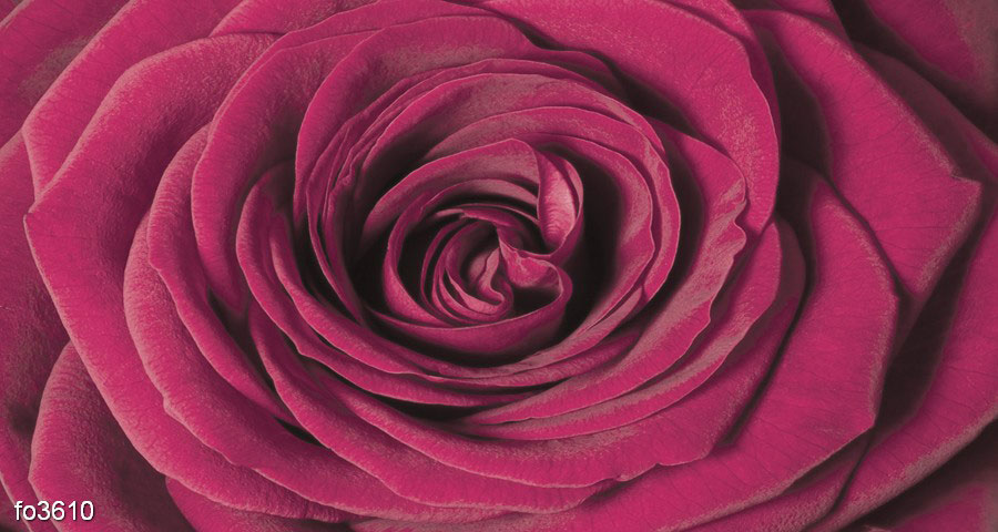 tyemno-krasnaya-roza