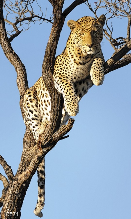 leopard-na-dereve