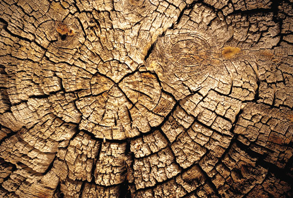 m-221-tekstura-starogo-dereva