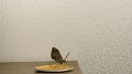 oboi-58851-marburg-tango