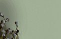 oboi-54305-7-andrea-rossi-arlequin